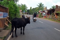 Videonauts Indien Business Trip 2014 Goa Anjuna