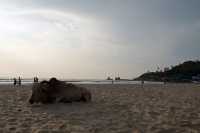 Videonauts Indien Business Trip 2014 Goa Arambol beach