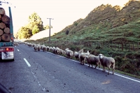 Videonauts Neuseeland sheeps on the street backpacking