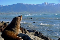 Videonauts Neuseeland Südinsel Robben Kaikoura backpacking