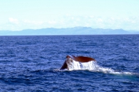 Videonauts Neuseeland Südinsel Kaikoura whale watching backpacking