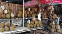 Videonauts Sabbatical Burma Durian
