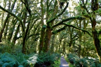 Videonauts Neuseeland Trekking Milford Trek