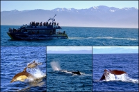 Videonauts Neuseeland Südinsel Kaikoura whale watching backpacking