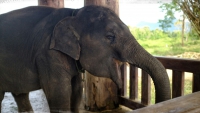 Videonauts Sabbatical Laos Luang Prabang Elephant Village III