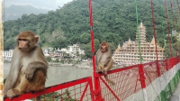 Videonauts backpacking Indien Rishikesh