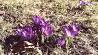 Videonauts Frühling 2018