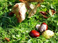 Videonauts Herbst in 50mm Festbrennweite